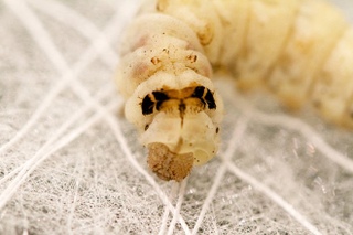 Illustration for article titled Concrete-Printing Bees And Other Living 3D Printers